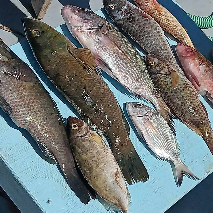 Fishing Trips in Naxos