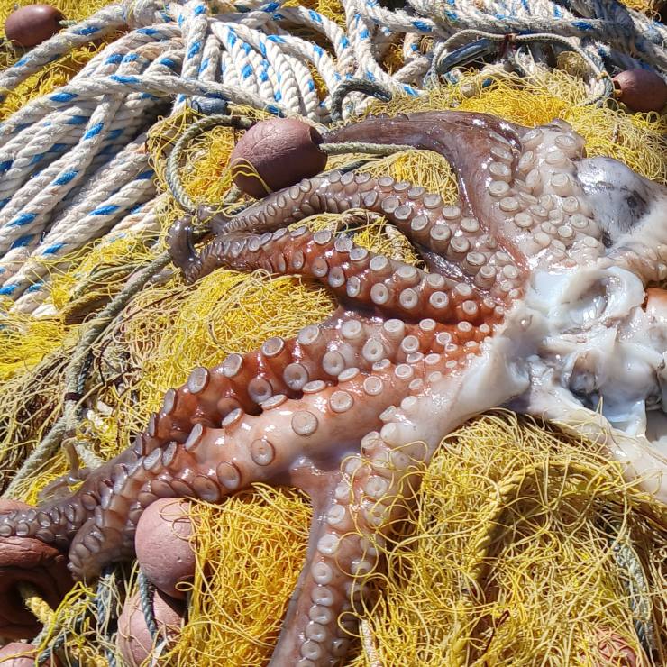 Fishing Trips in Naxos